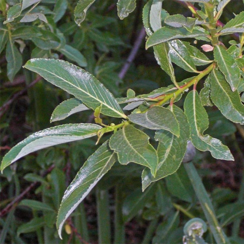 Rosa Riesen-Salweide - Salix gracilistyla (Laub)