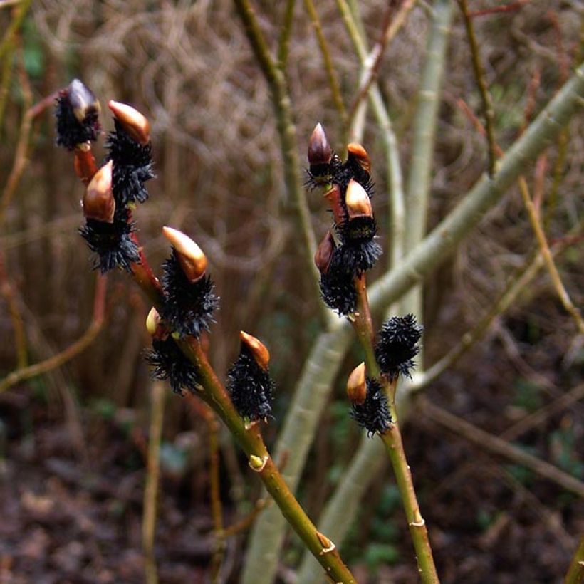 Rosa Riesen-Salweide - Salix gracilistyla (Blüte)