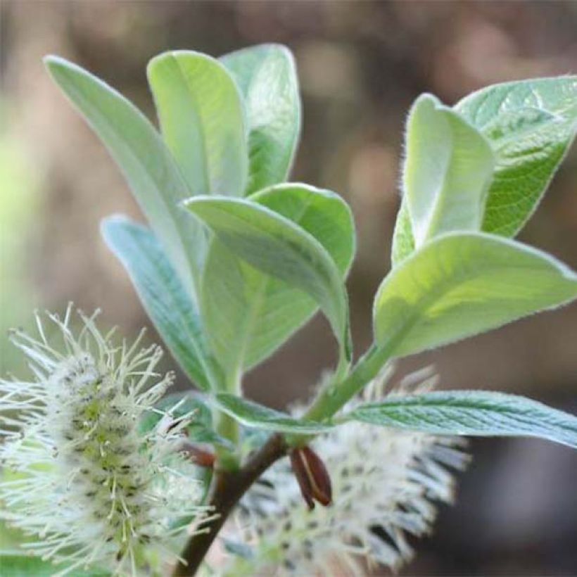 Schweizer Weide - Salix helvetica (Laub)