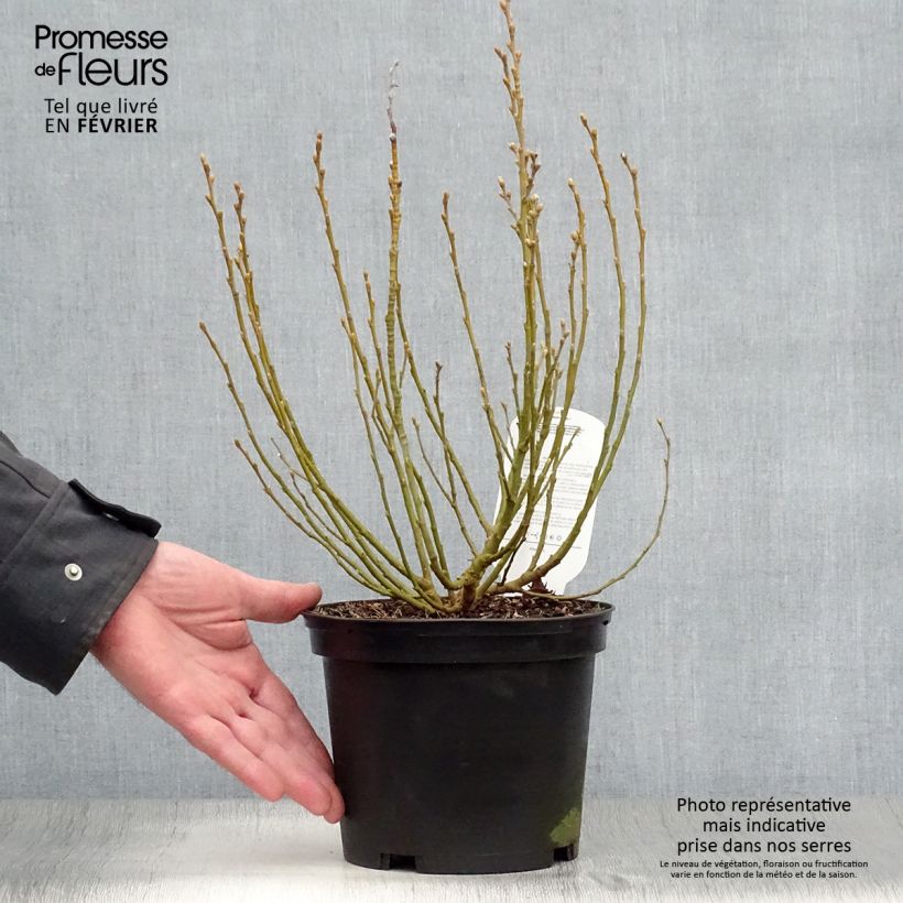 Exemplar von Salix helvetica - Saule de Suisse Pot de 2L/3L wie im Winter geliefert