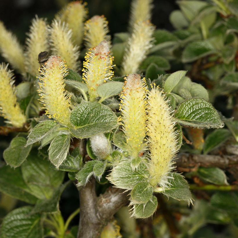 Kurilen-Weide - Salix kurilensis (Blüte)