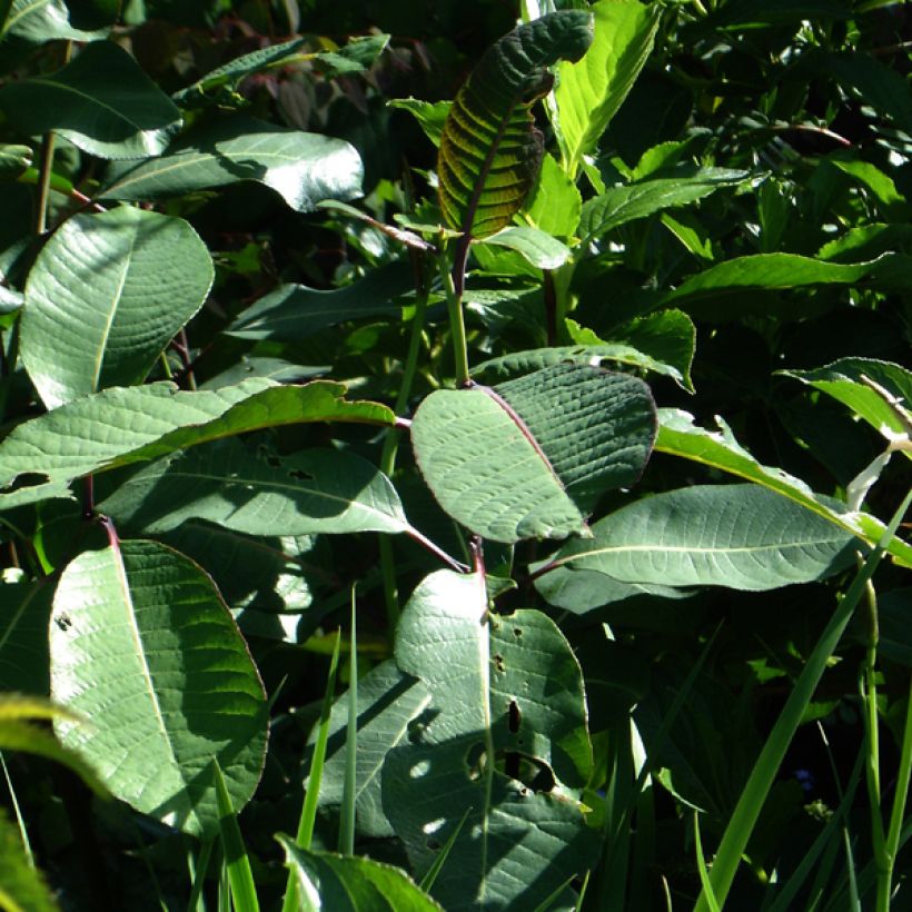 Pracht-Weide - Salix magnifica (Laub)