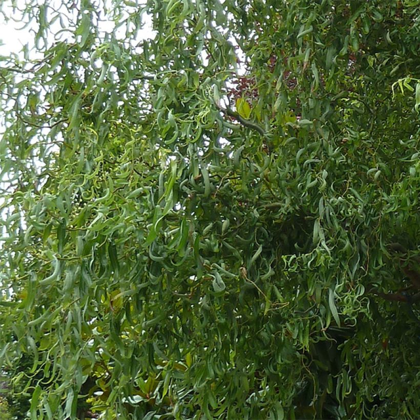 Korkenzieher-Weide Tortuosa - Salix matsudana (Laub)