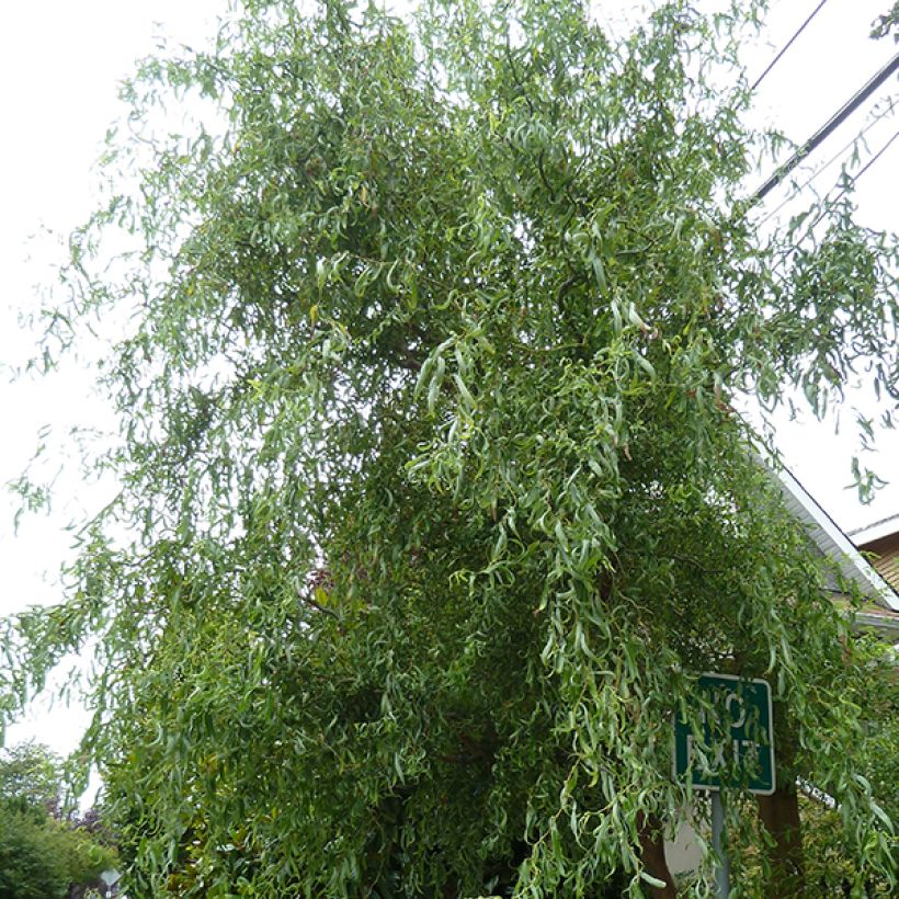 Korkenzieher-Weide Tortuosa - Salix matsudana (Hafen)