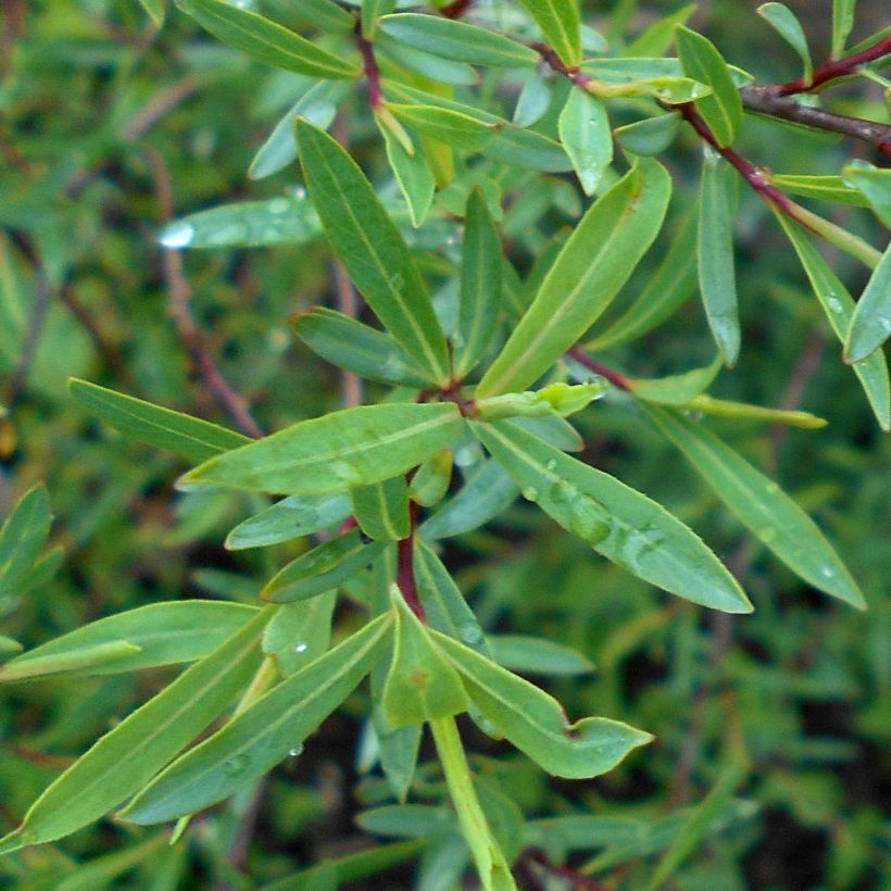 Purpur-Weide Nana - Salix purpurea (Laub)