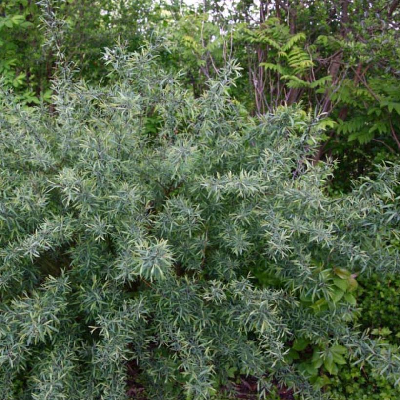 Purpur-Weide Nana - Salix purpurea (Hafen)