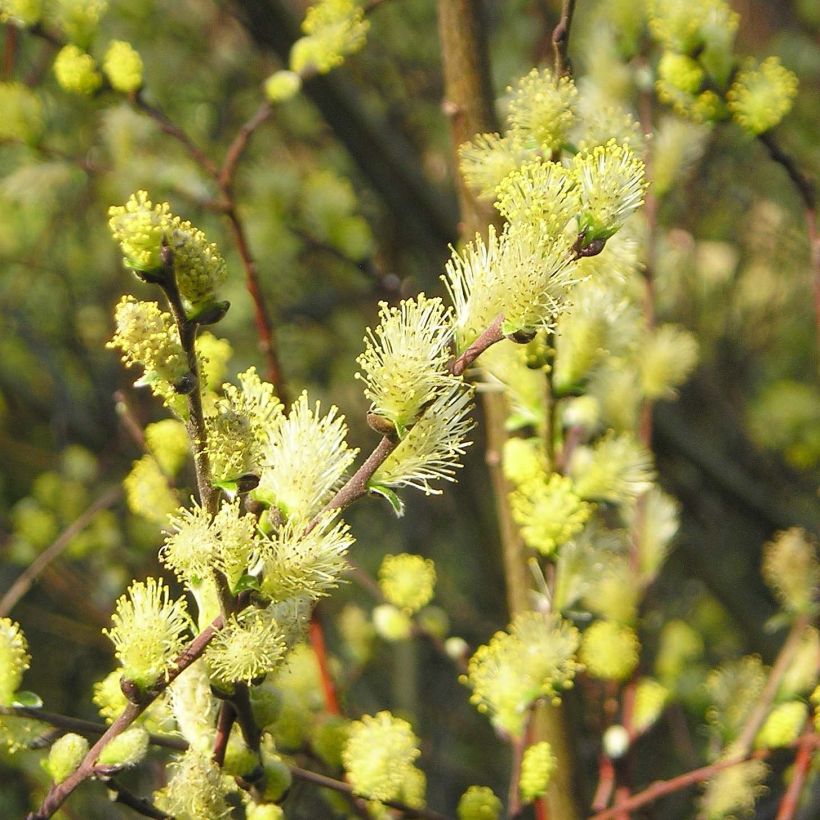 Kriech-Weide - Salix repens (Blüte)