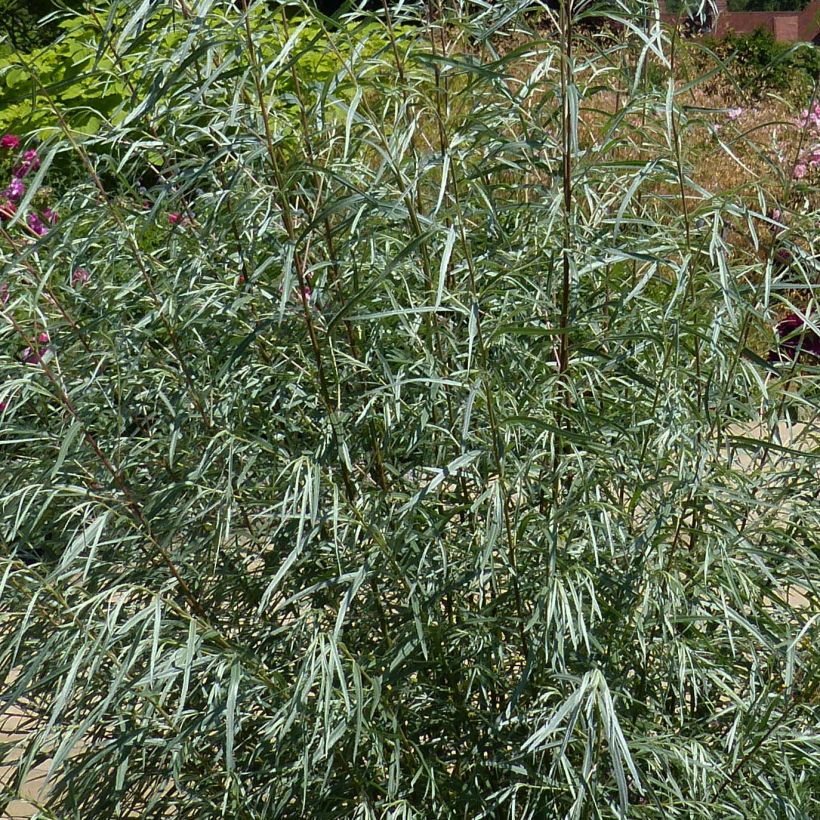 Rosmarin-Weide - Salix rosmarinifolia (Laub)