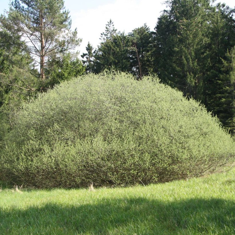 Rosmarin-Weide - Salix rosmarinifolia (Hafen)