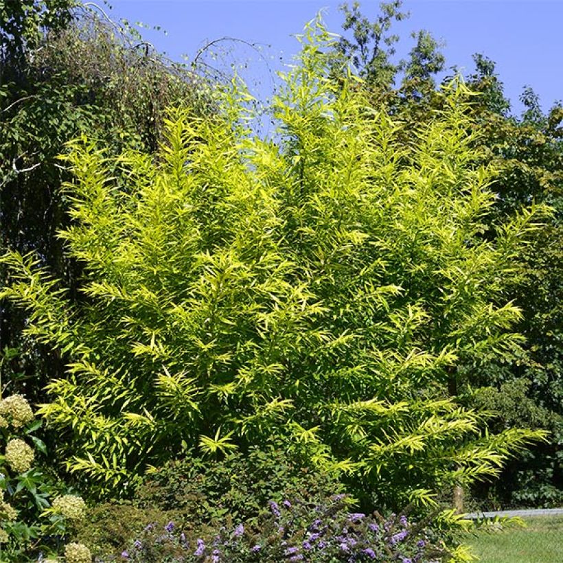 Drachenweide Golden Sunshine - Salix sachalinensis (Hafen)