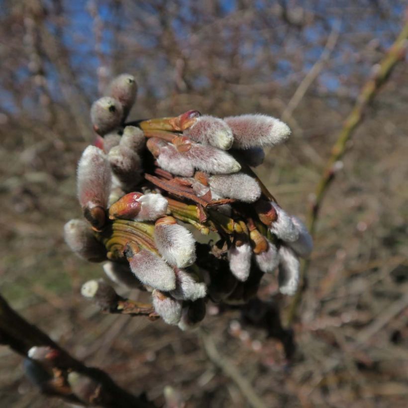 Drachenweide Sekka - Salix sachalinensis (Blüte)