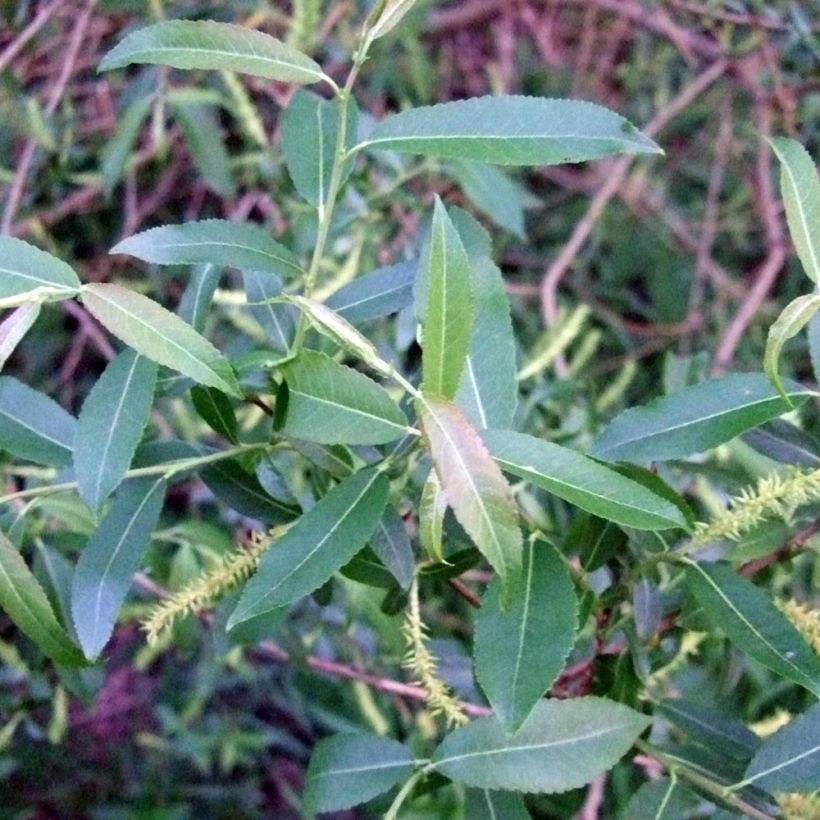 Mandel-Weide - Salix triandra (Laub)