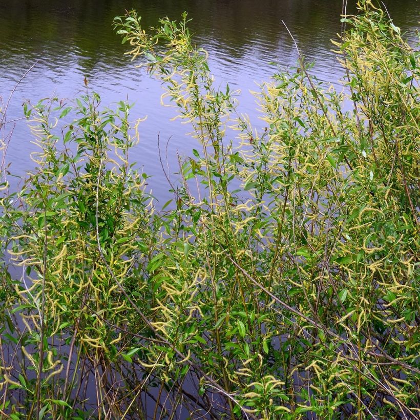 Mandel-Weide - Salix triandra (Hafen)