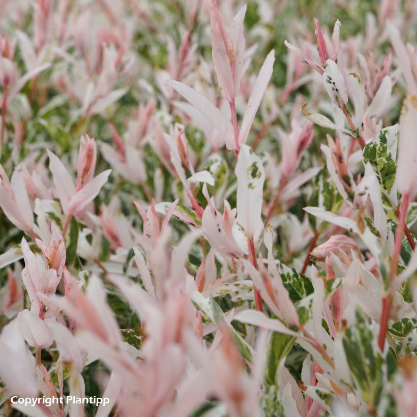 Harlekinweide Flamingo - Salix integra (Laub)