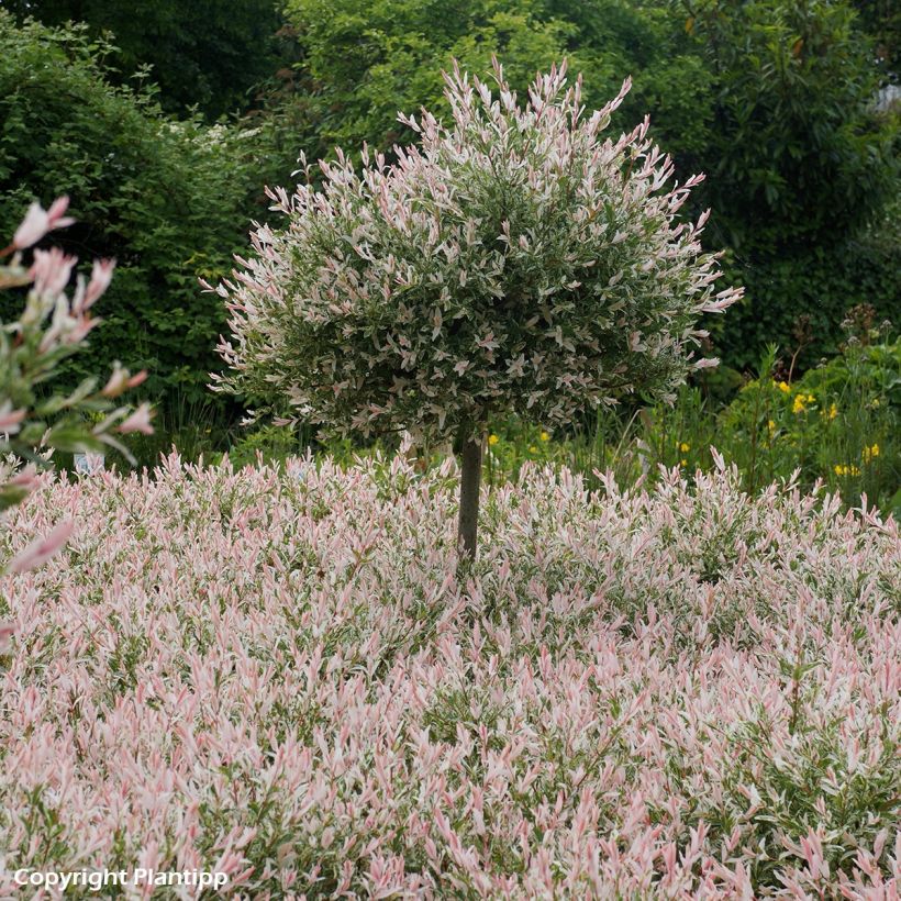 Harlekinweide Flamingo - Salix integra (Hafen)