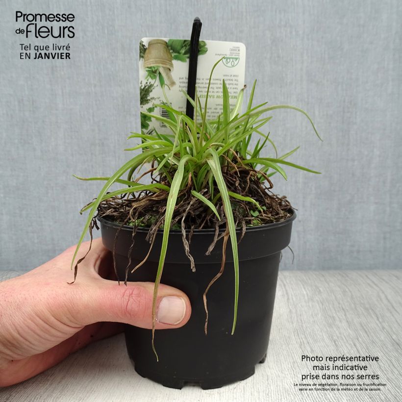 Exemplar von Salsifis des près - Tragopogon pratensis Pot de 1,5L/2L wie im Winter geliefert