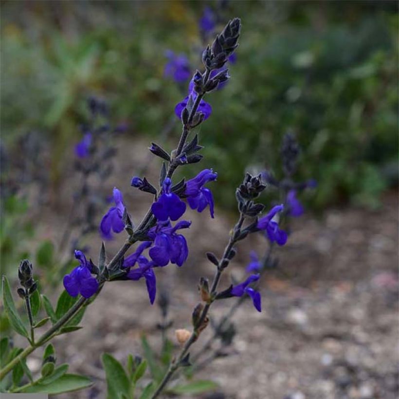 Salvia microphylla Blue Note (Blüte)