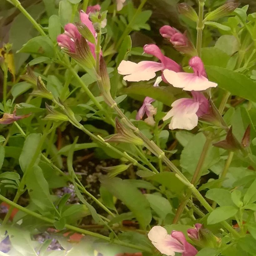 Salvia Delice Gold and Wine - Ziersalbei (Blüte)