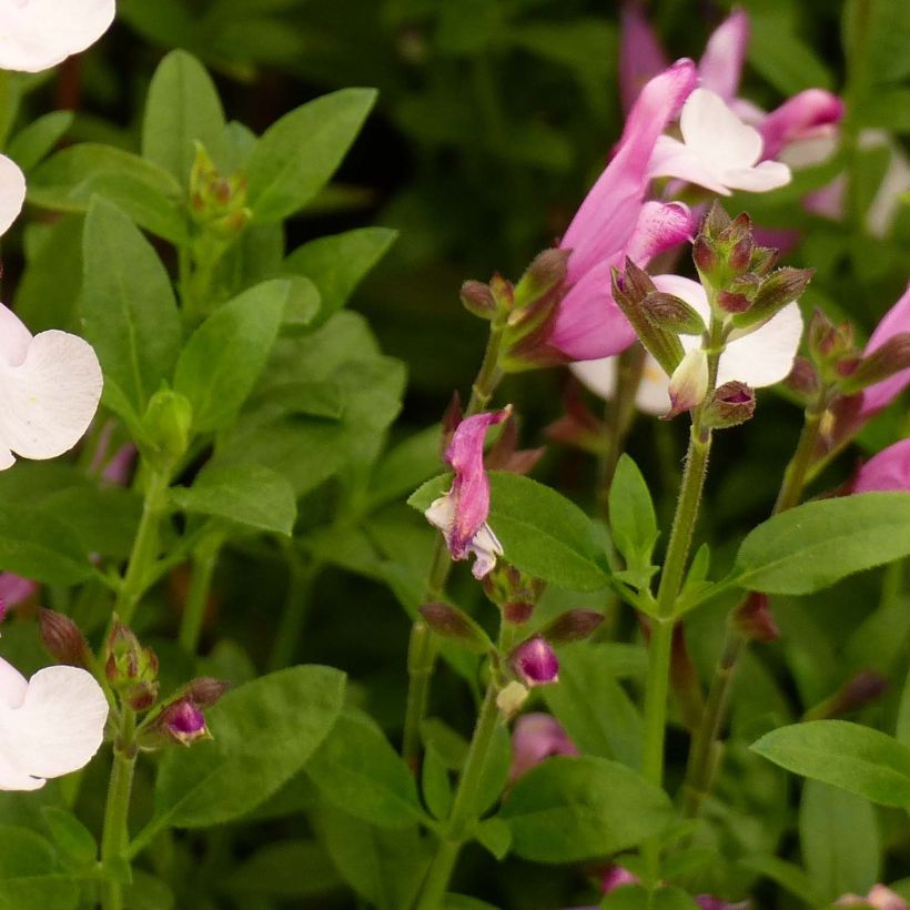 Salvia Dyson's Joy - Ziersalbei (Laub)