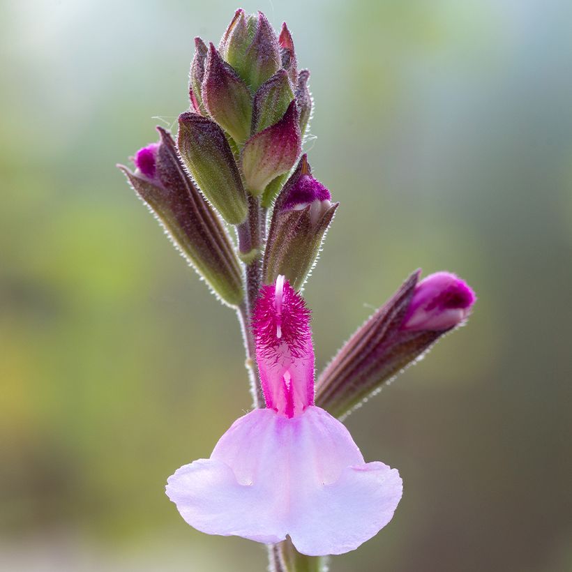 Salvia Dyson's Joy - Ziersalbei (Blüte)