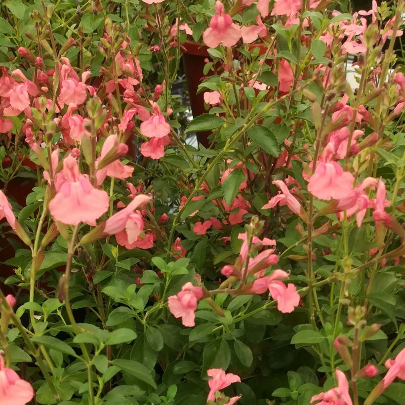 Salvia Papajan - Ziersalbei (Blüte)