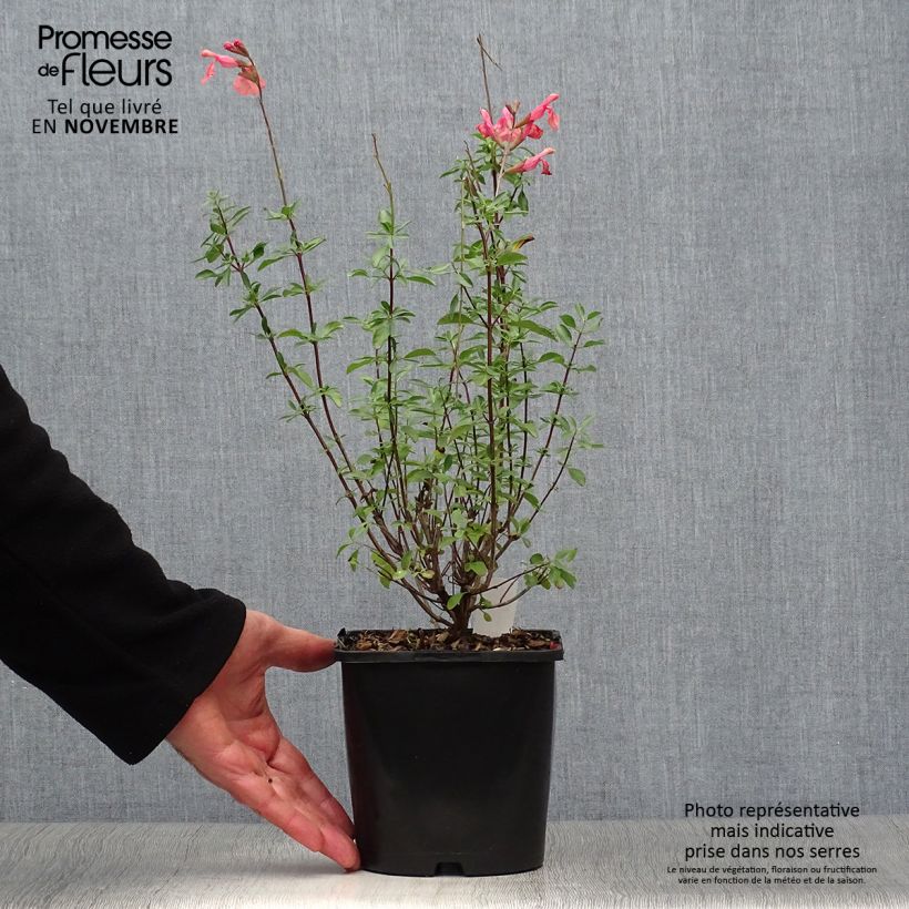 Exemplar von Salvia Papajan - sauge arbustive - pot de 2L/3L wie im Herbst geliefert