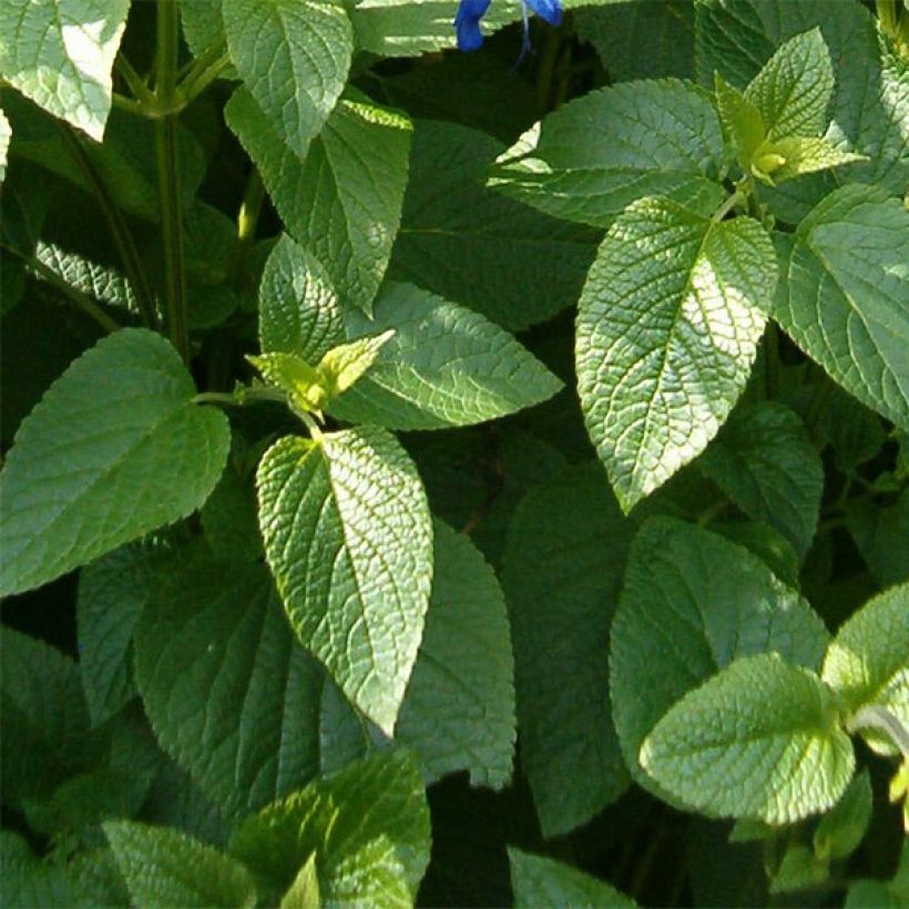 Salvia guaranitica Amistad violet - Guarani-Salbei (Laub)