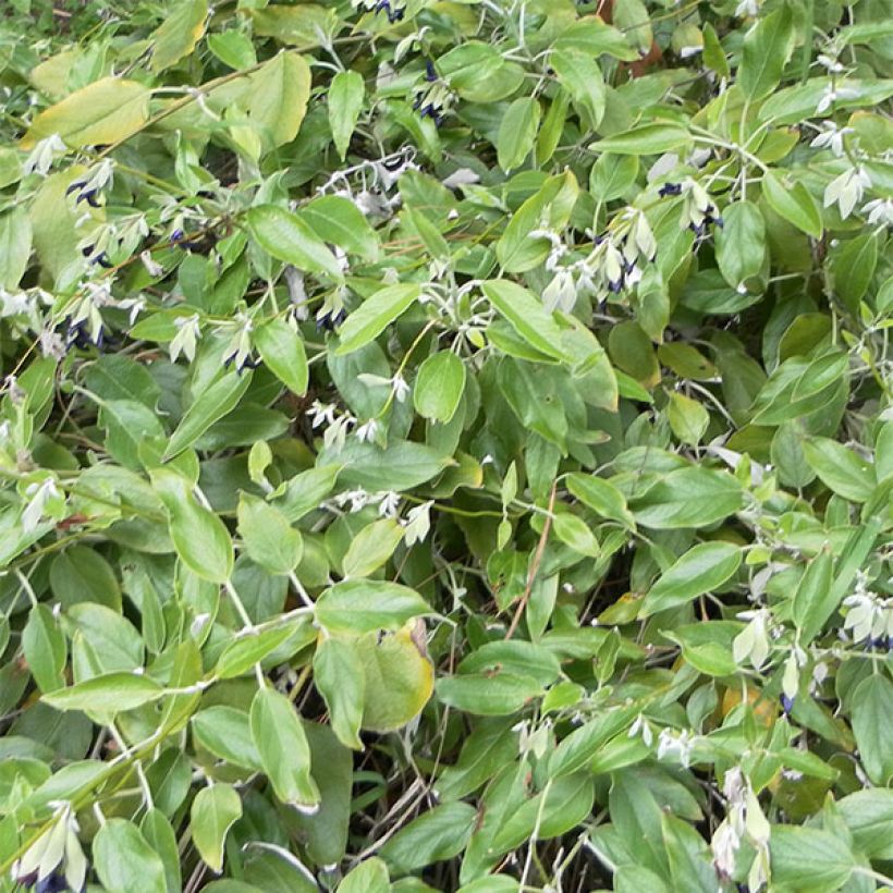 Peruanischer Salbei - Salvia discolor (Laub)