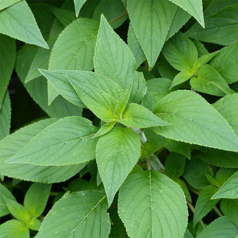 Zierlicher Salbei Ananas - Salvia elegans (Laub)