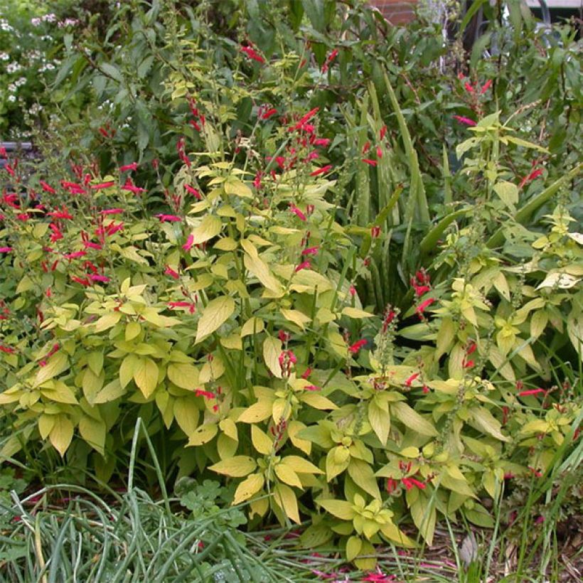 Zierlicher Salbei Golden Delicious - Salvia elegans (Hafen)