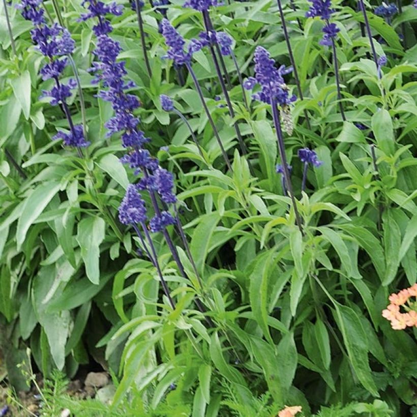 Mehliger Salbei Saga bleue - Salvia (Laub)