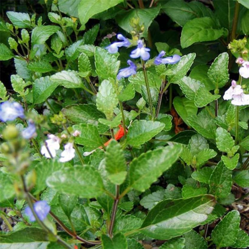 Salvia forreri - Forrers Salbei (Laub)