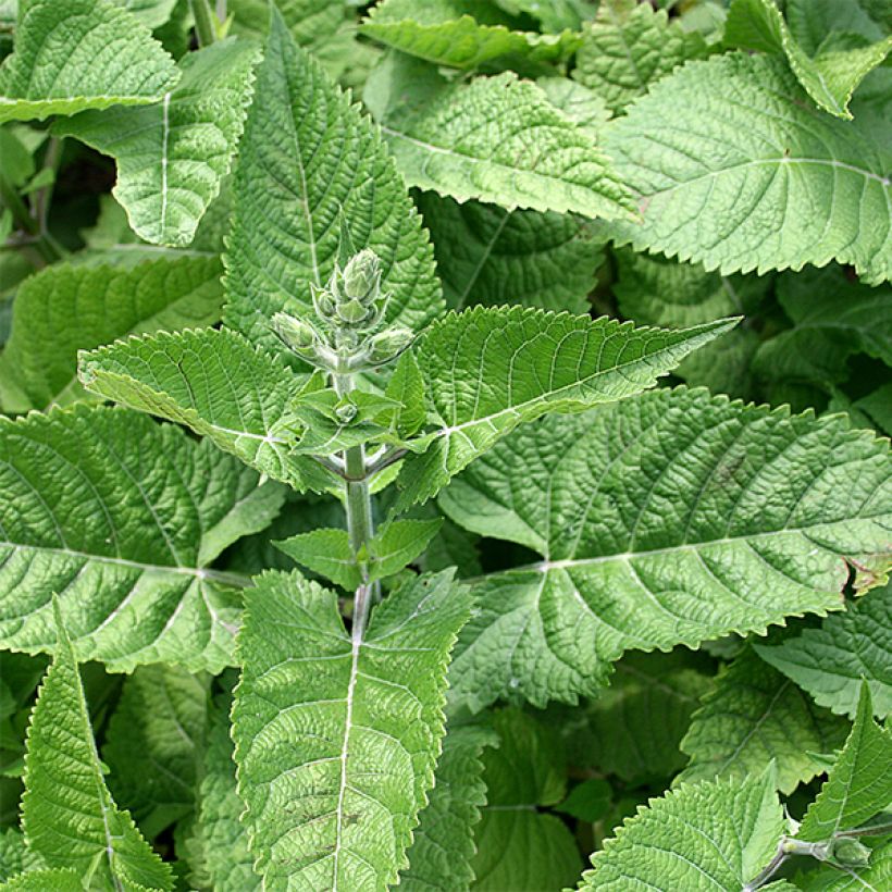 Salvia glutinosa - Klebriger Salbei (Laub)