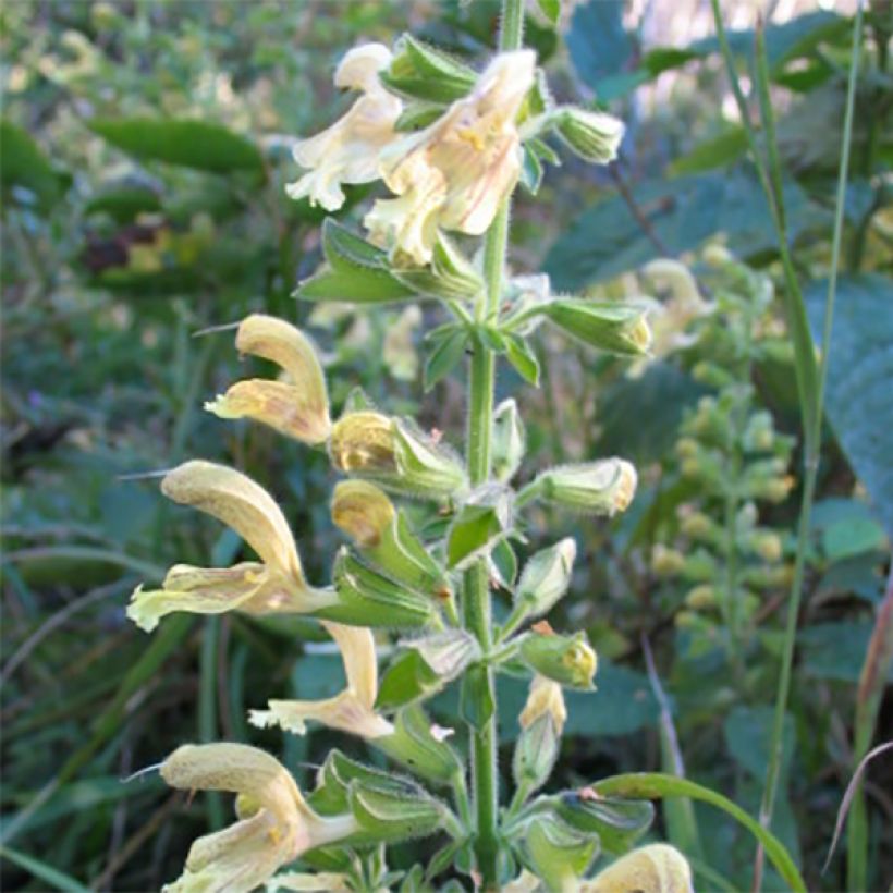 Salvia glutinosa - Klebriger Salbei (Blüte)