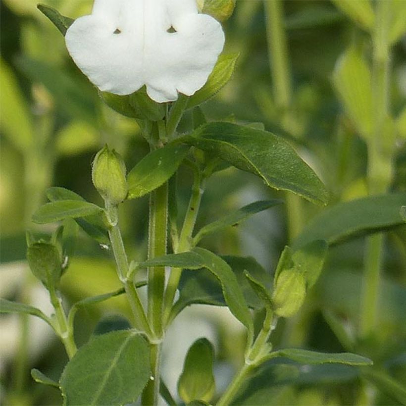 Salvia greggii Alba - Strauchiger Salbei (Laub)