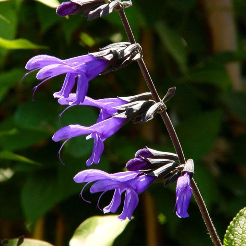 Salvia guaranitica Black and Blue - Guarani-Salbei (Blüte)