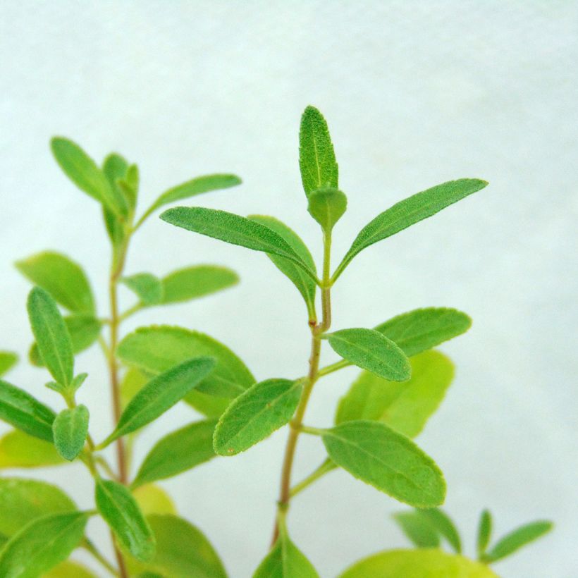 Salvia jamensis Violette de Loire (Laub)