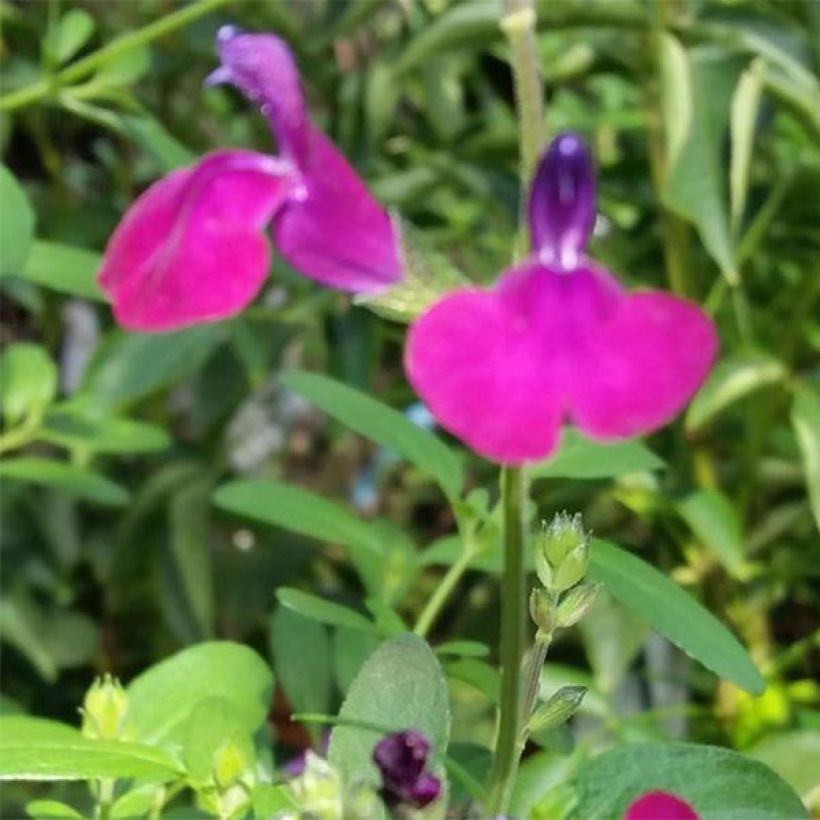 Salvia jamensis Violette de Loire (Blüte)