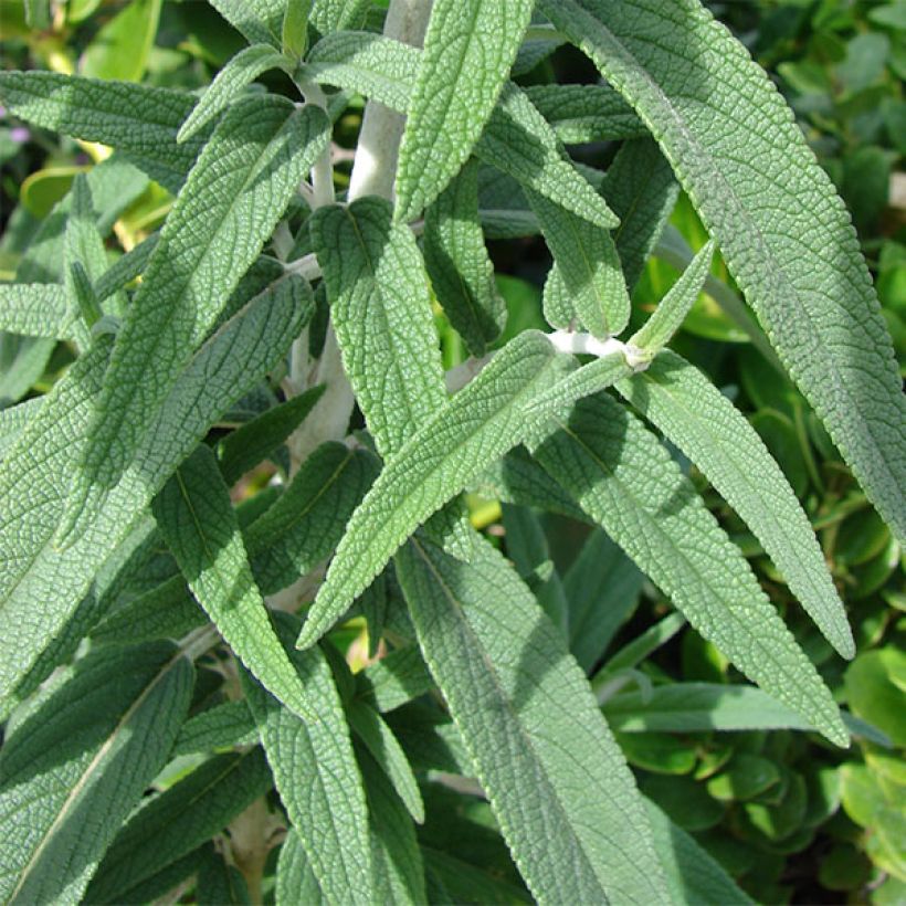 Salvia leucantha - Strauchige Salbei (Laub)