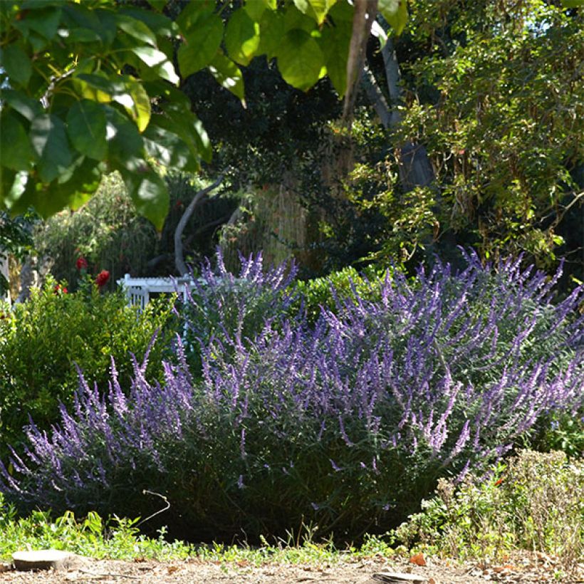 Salvia leucantha - Strauchige Salbei (Hafen)