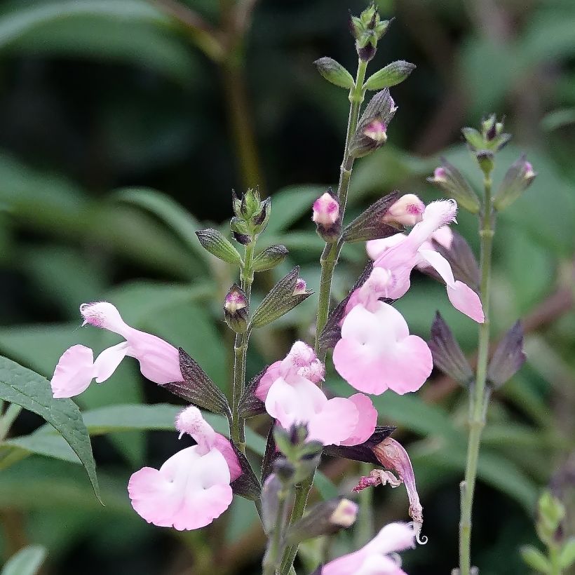 Salvia microphylla Anduus (Blüte)