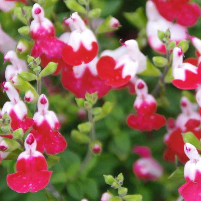 Salvia microphylla Little Kiss (Blüte)