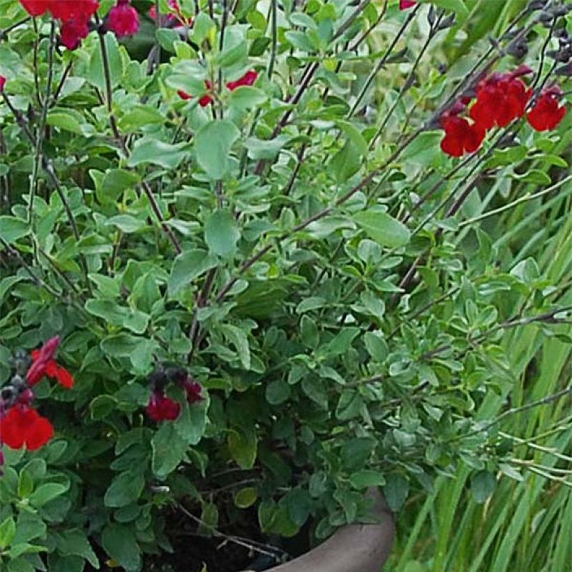 Salvia jamensis Reve Rouge (Laub)