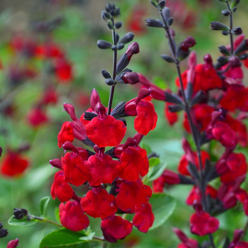 Salvia jamensis Reve Rouge (Blüte)