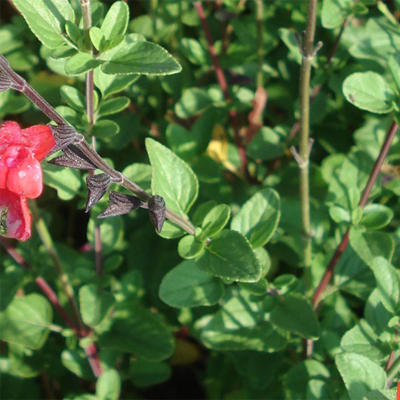 Salvia microphylla Royal Bumble (Laub)