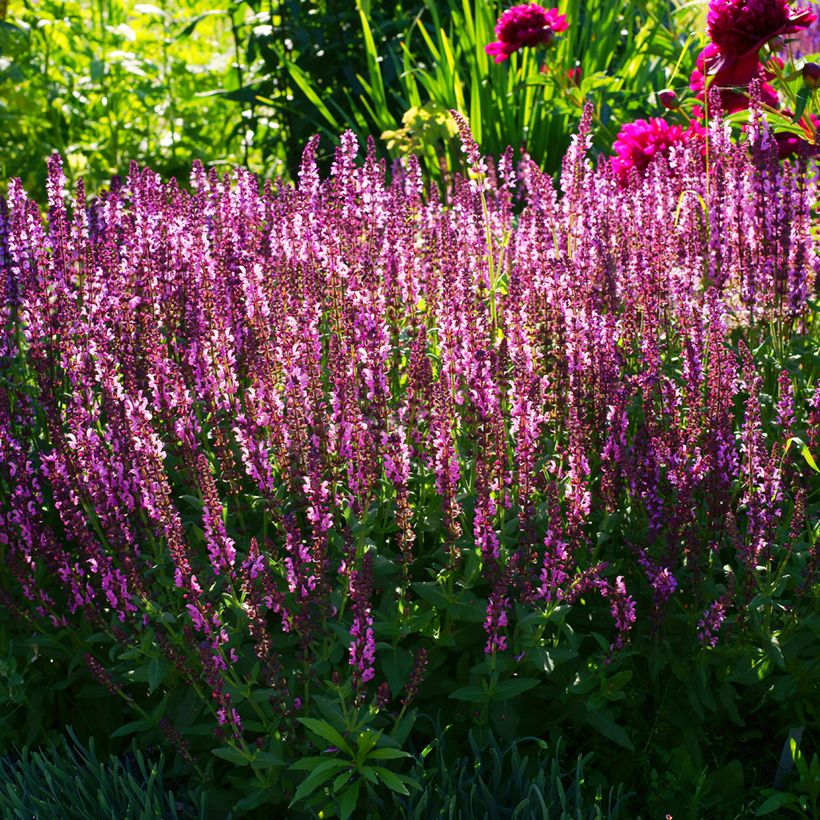 Salvia sylvestris Lyrical Rose - Steppen-Salbei (Hafen)