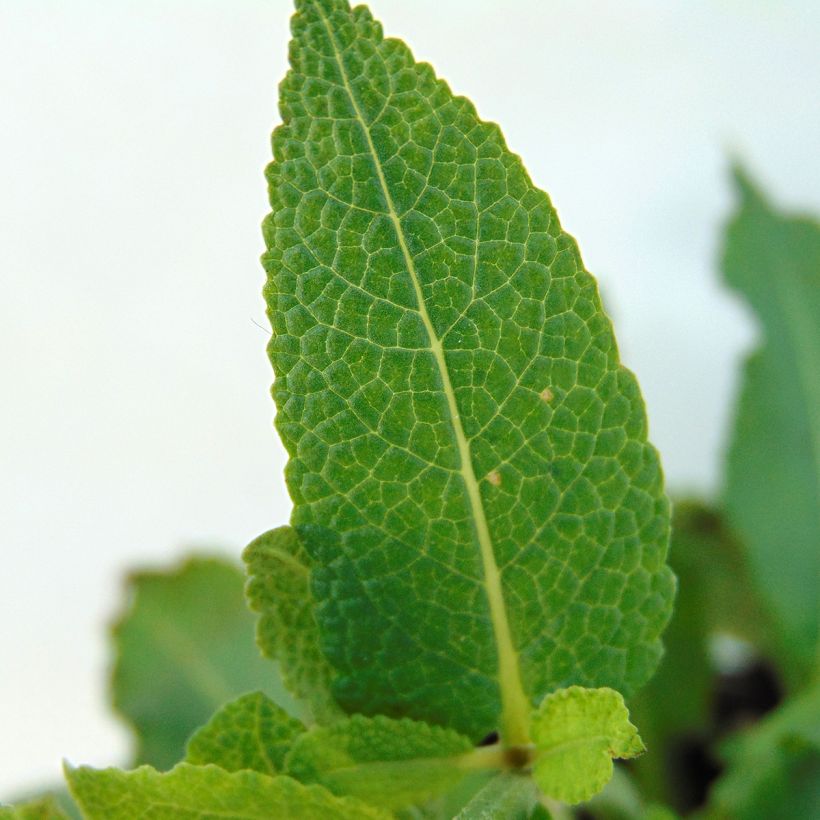 Salvia nemorosa Mainacht - Steppen-Salbei (Laub)