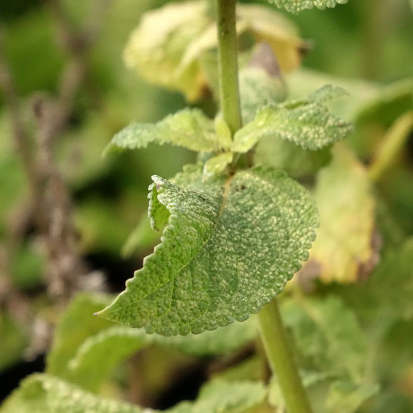 Salvia nemorosa Marcus - Steppen-Salbei (Laub)