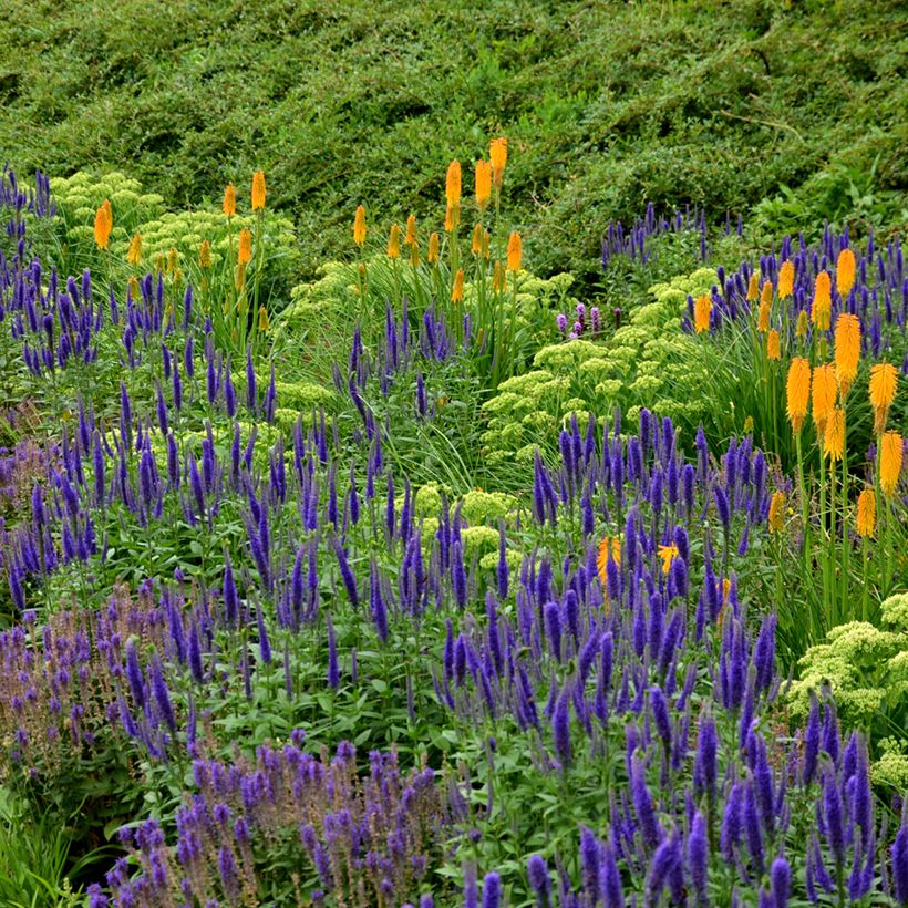 Salvia nemorosa Ostfriesland - Steppen-Salbei (Hafen)