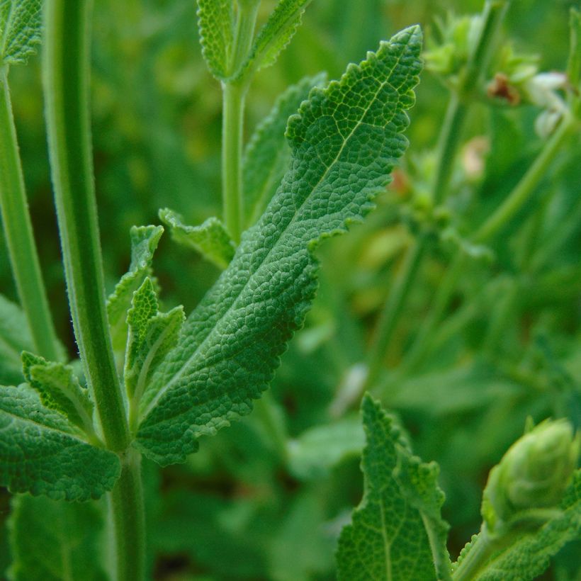 Salvia nemorosa Schneehügel - Steppen-Salbei (Laub)